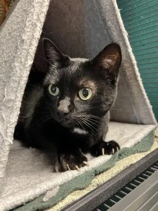 A senior large-sized female Domestic Short Hair cat named Luna for adoption in Bellingham, WA