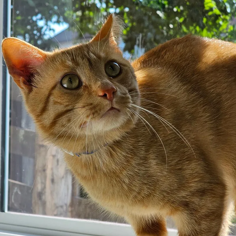 An adult small-sized male Orange / Red Domestic Short Hair cat named Jack for adoption in Corydon, IN