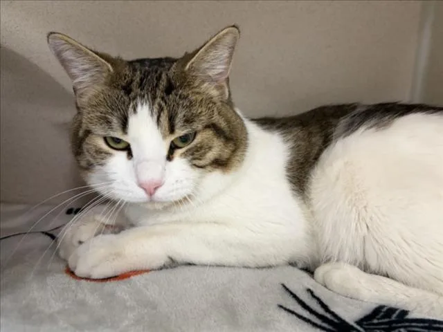 A young small-sized male Domestic Short Hair cat named Biggie Smalls for adoption in Loveland, CO
