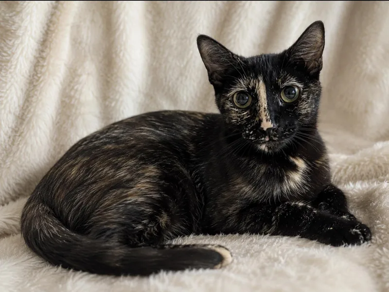 A young small-sized female Black Tortoiseshell cat named Essie for adoption in Chandler, AZ