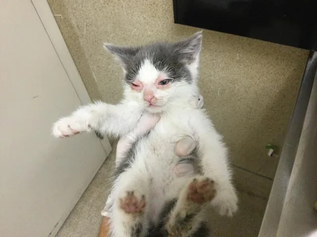 A baby small-sized female Domestic Short Hair cat named Penny for adoption in Riverside, CA