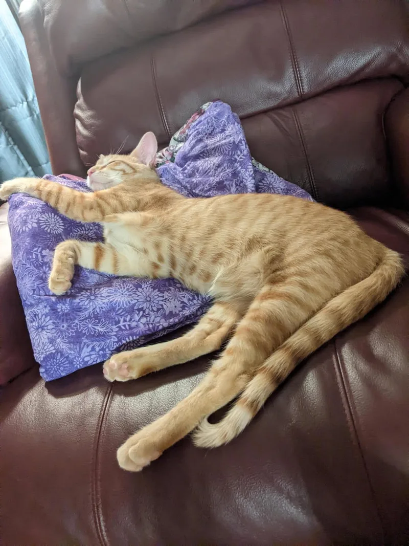 An adult extra large-sized male Tabby (Orange / Red) Domestic Short Hair cat named Kiniro for adoption in Knoxville, TN