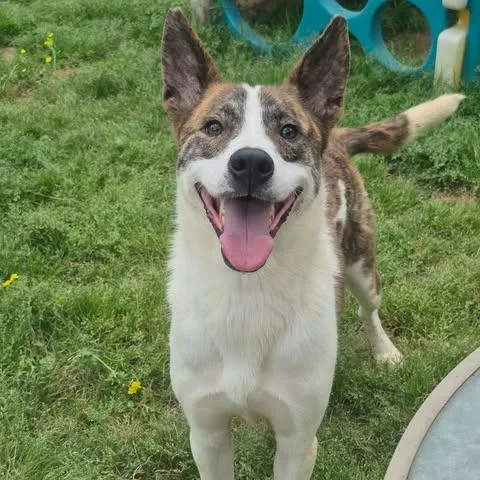 Peanut