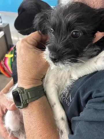 An adult small-sized female Terrier dog named Lovey for adoption in San Martin, CA