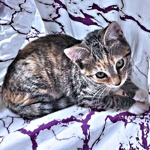 A baby medium-sized female Torbie cat named Valerie for adoption in Rutherfordton, NC