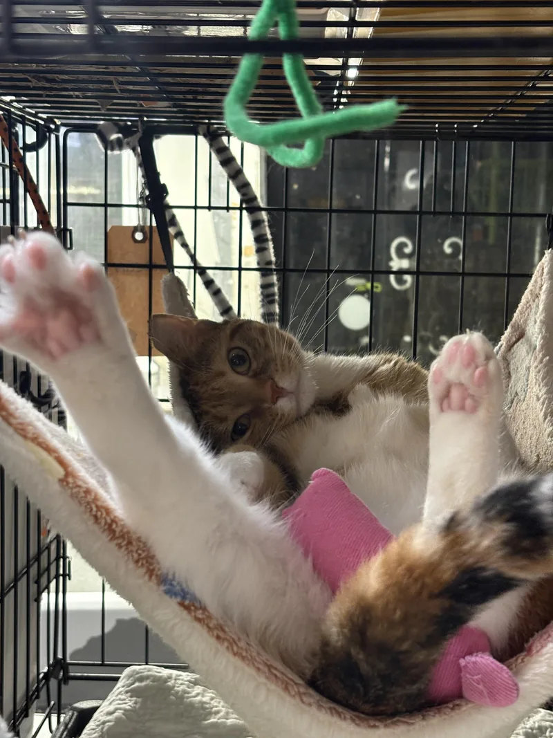 An adult medium-sized female Domestic Short Hair cat named CORDELIA beauty queen for adoption in New York, NY