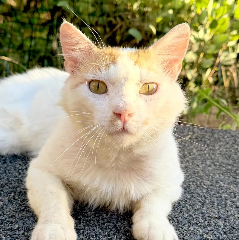 A senior medium-sized male Orange & White Domestic Medium Hair cat named Thistle for adoption in Sonora, CA