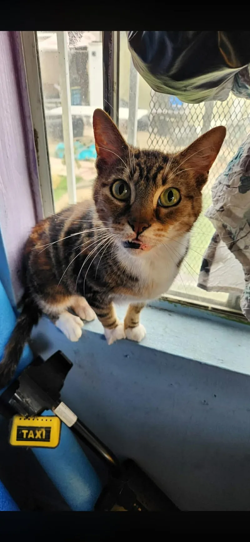 A young medium-sized male Tabby cat named Cat Owner Passed for adoption in Torrance, CA