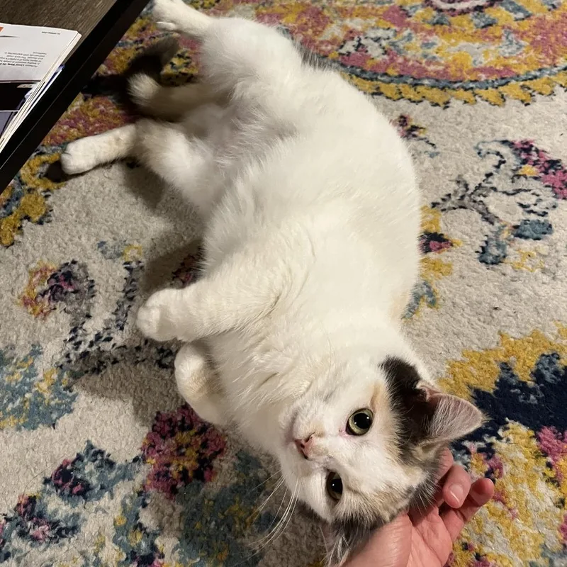 A young medium-sized female Calico Domestic Short Hair cat named Falon for adoption in PITTSBURGH, PA
