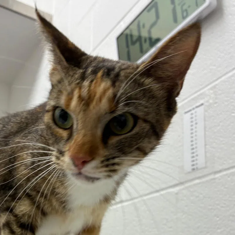 An adult medium-sized female Calico Domestic Short Hair cat named Meara for adoption in Corpus Christi, TX