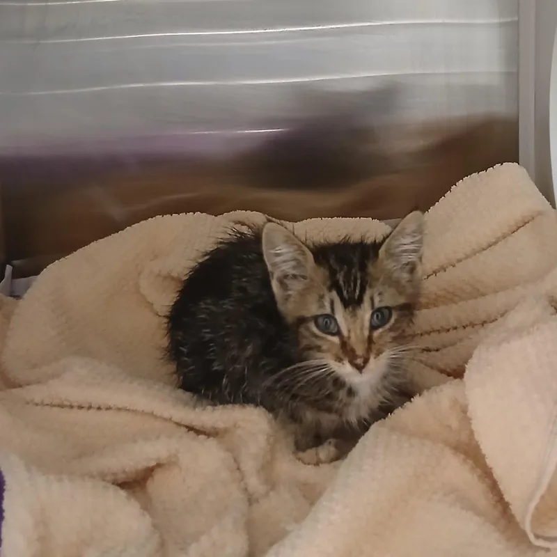 A baby small-sized male Gray / Blue / Silver Domestic Short Hair cat named Happy Henry for adoption in Chattanooga, TN