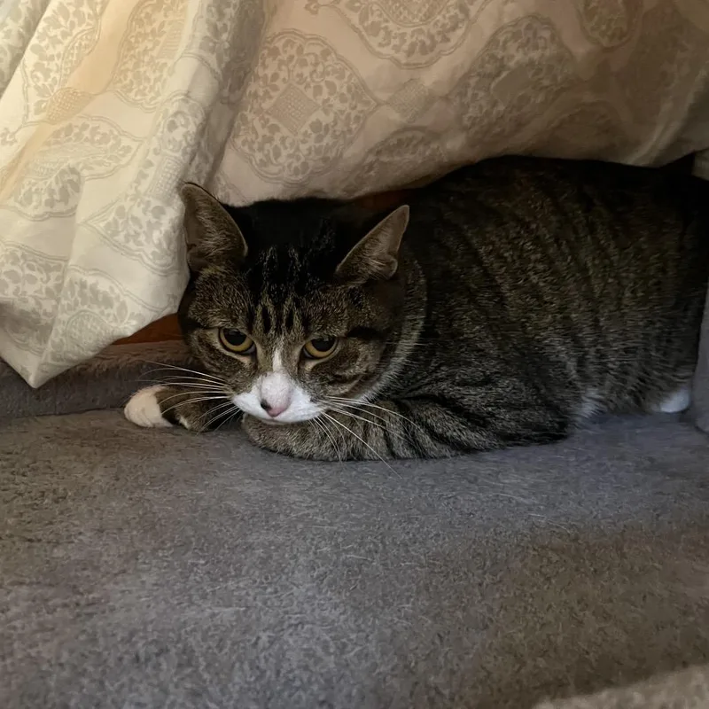 A young medium-sized female Black Domestic Short Hair cat named Kit for adoption in Bedford, NH