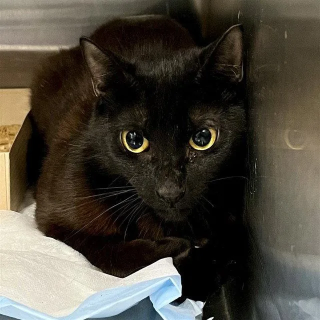 An adult medium-sized female Black Domestic Short Hair cat named Amelia for adoption in Tavares, FL