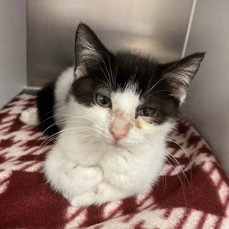 A baby small-sized female Black Domestic Short Hair cat named Vanilla for adoption in Newark, NJ