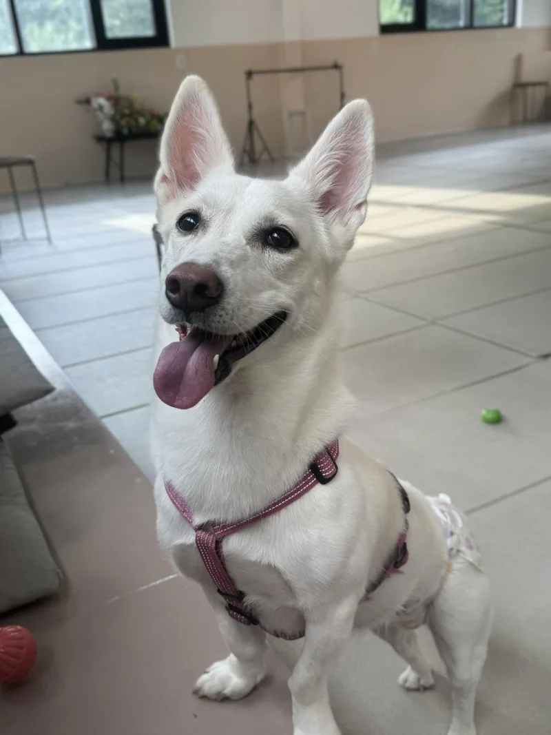A young small-sized female White / Cream Jindo dog named Boa for adoption in Duluth, GA