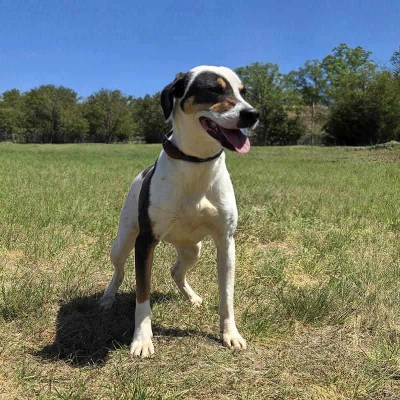 An adult medium-sized female White / Cream Bluetick Coonhound dog named Demo for adoption in Shelby, NC