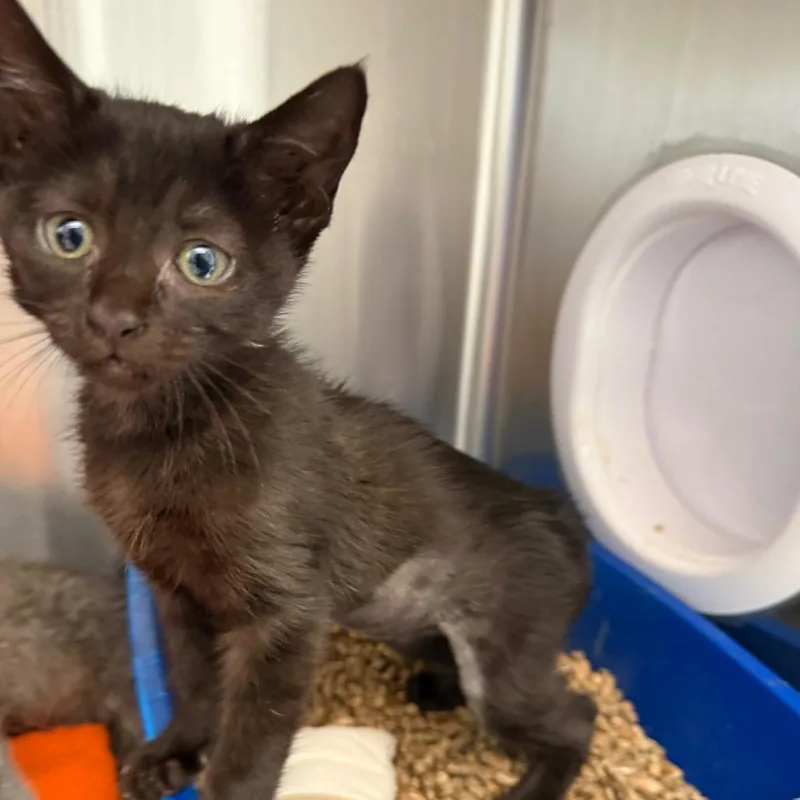 A baby small-sized female Black Domestic Short Hair cat named Ocarina for adoption in Kanab, UT