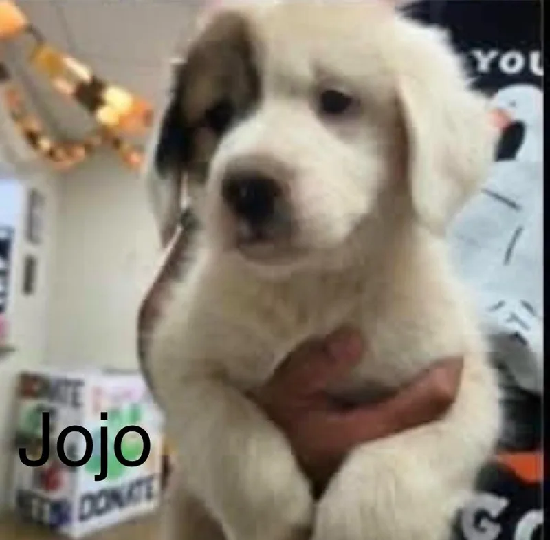 A baby large-sized female White / Cream Border Collie dog named Jojo for adoption in Hamilton, NJ