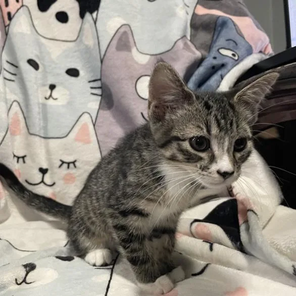 A baby small-sized female Tabby (Buff / Tan / Fawn) Domestic Short Hair cat named Zagara for adoption in Bentonville, AR