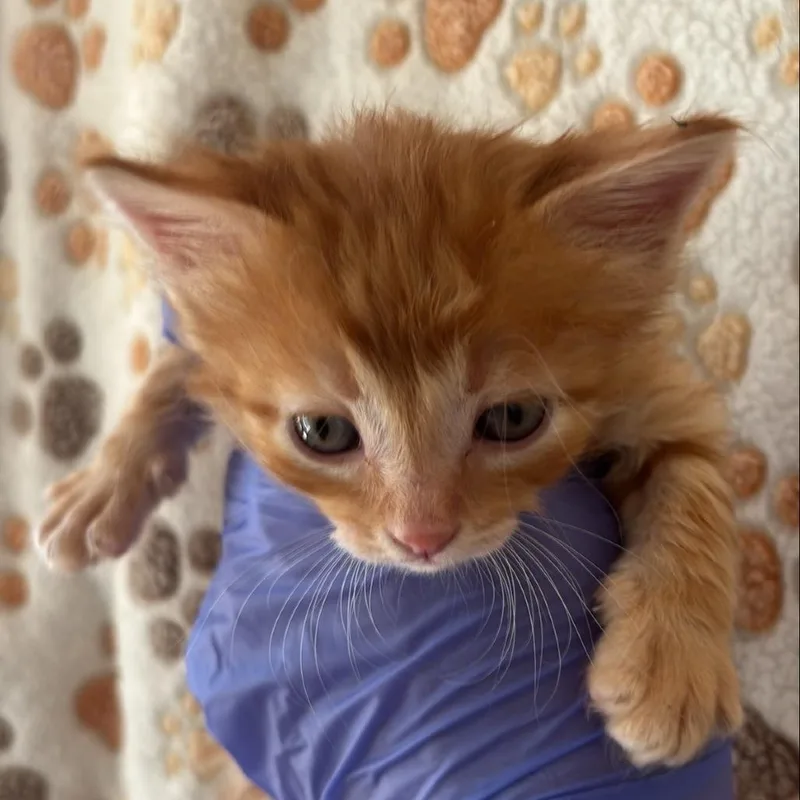 A baby small-sized male Orange / Red Domestic Short Hair cat named Grain for adoption in Kanab, UT