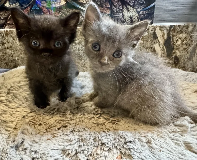 Bluey & Blackie