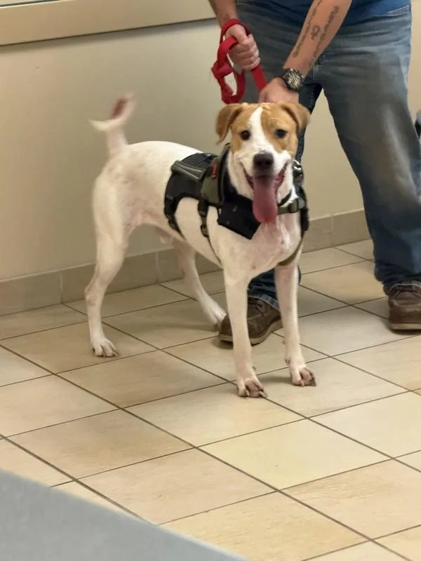 An adult medium-sized male Beagle dog named Bruin for adoption in Virginia Beach, VA