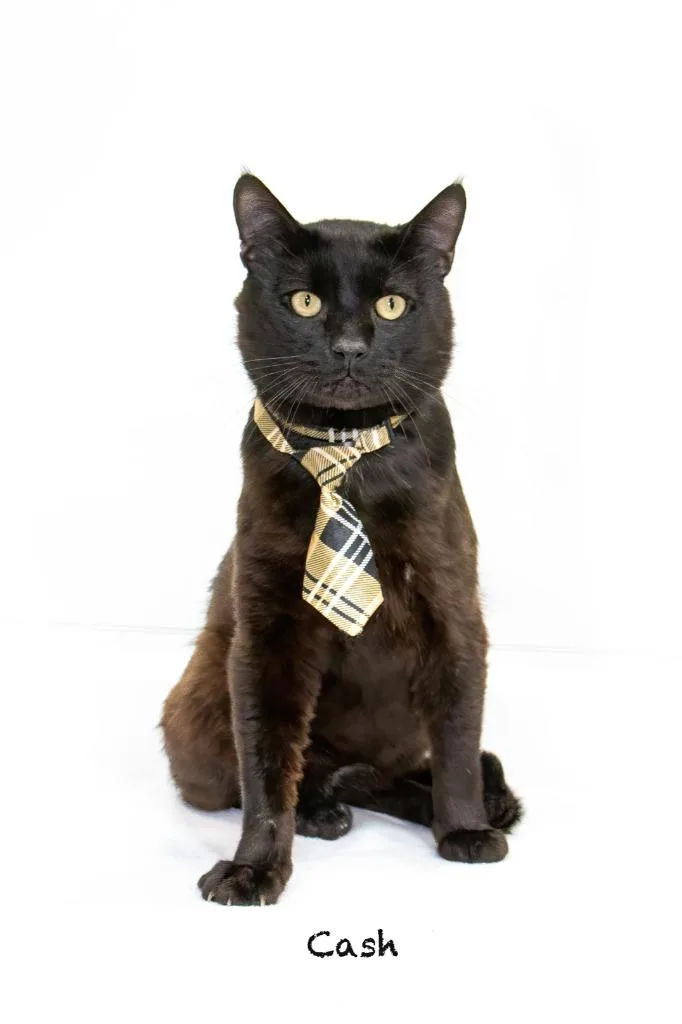 An adult large-sized male Domestic Short Hair cat named Cash for adoption in Hot Springs Village, AR