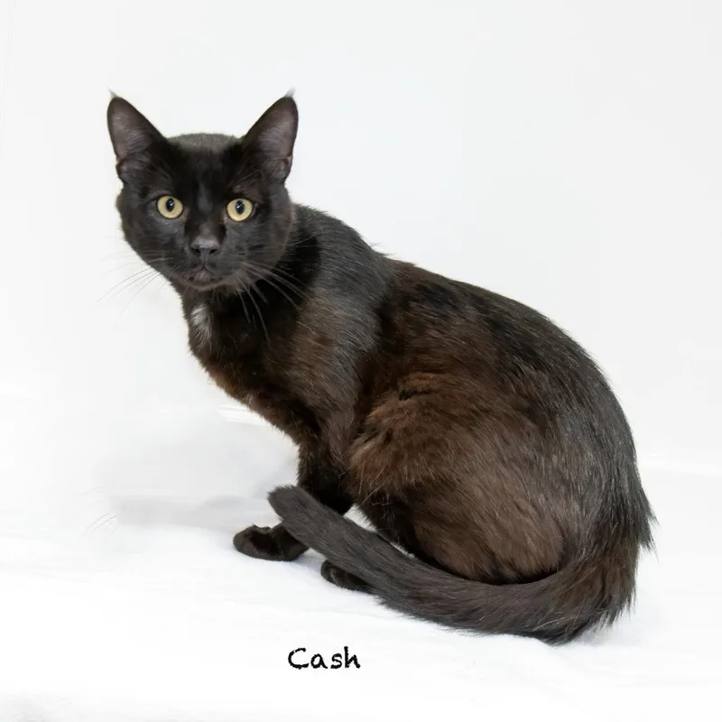 Cash thumbnail 2