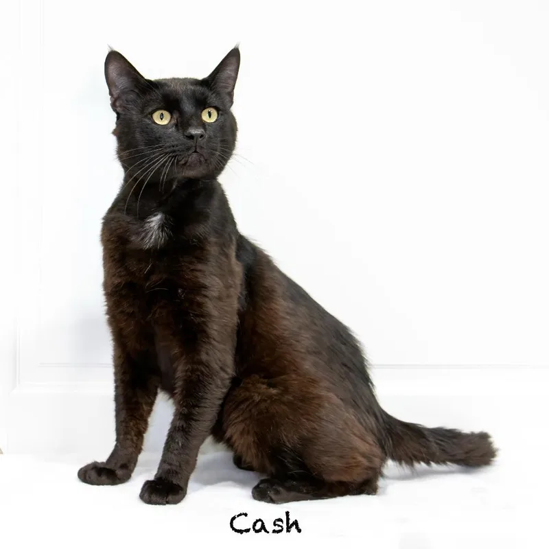Cash thumbnail 3