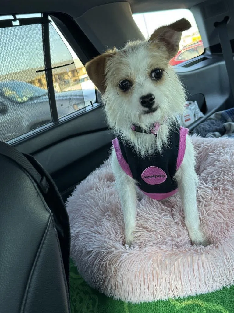 Poppy  Houston thumbnail 2