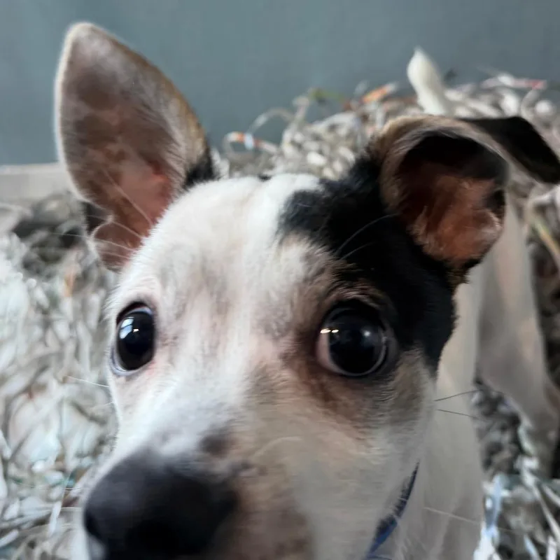 A young small-sized male Chihuahua dog named Bluey for adoption in Tampa, FL