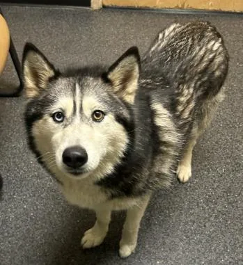 An adult large-sized female Husky dog named Luna Star for adoption in Roseville, CA