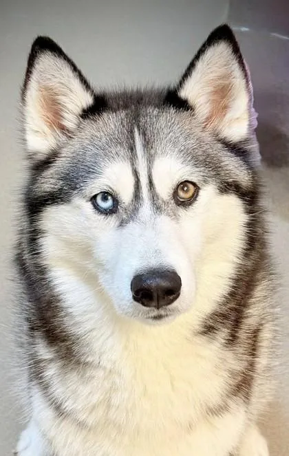 Luna Star thumbnail 2