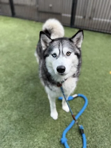 Luna Star thumbnail 3