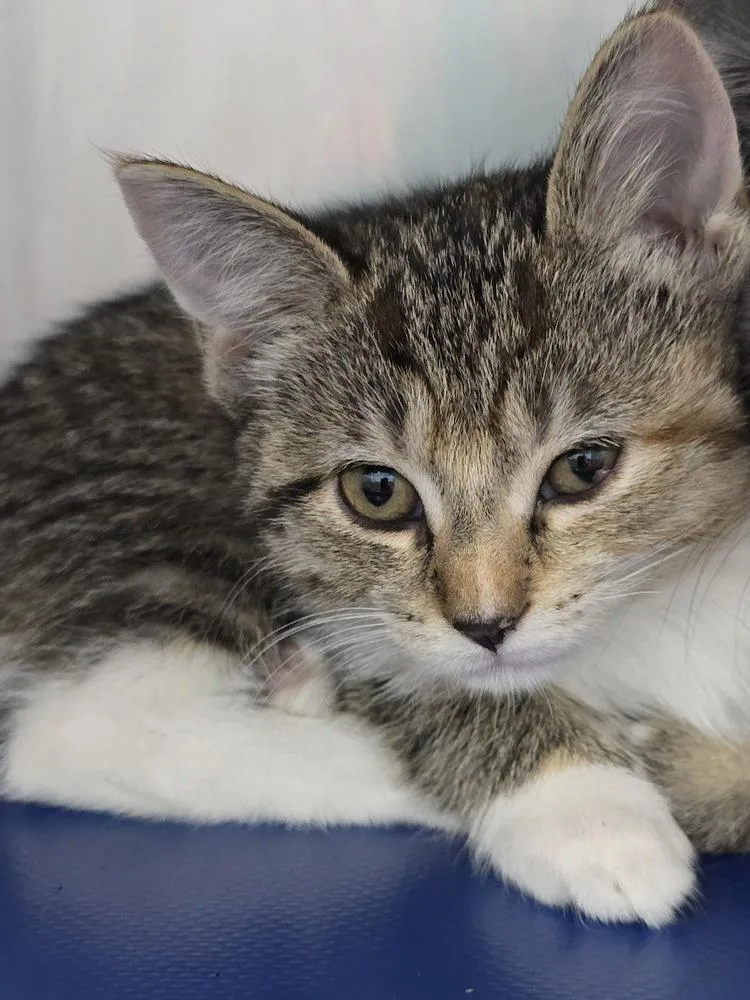 A baby small-sized female Domestic Short Hair cat named Edison for adoption in Evansville, IN