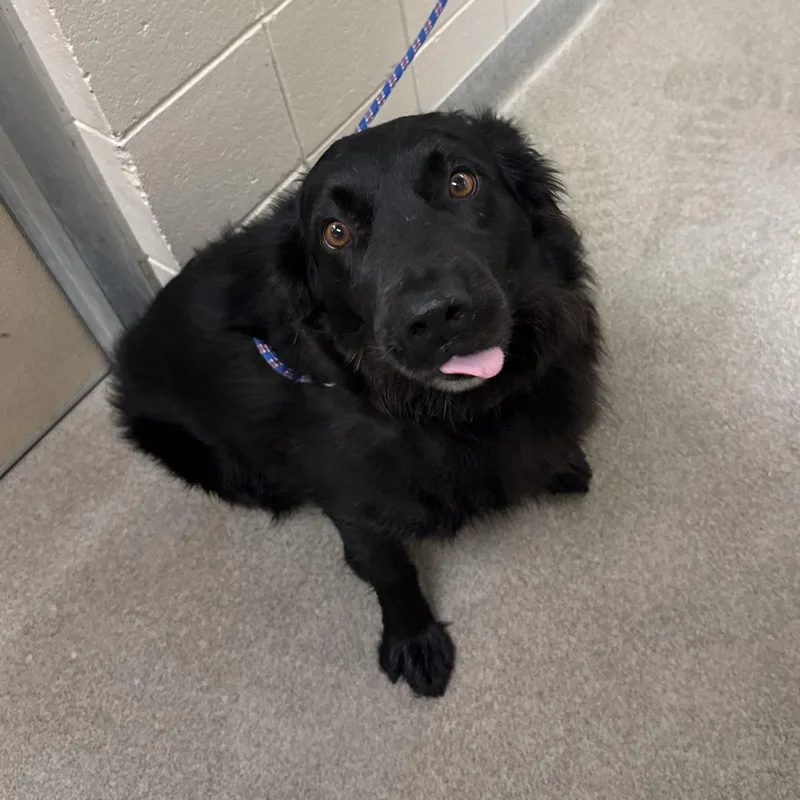 An adult medium-sized male Border Collie dog named Hastings for adoption in Kearney, NE