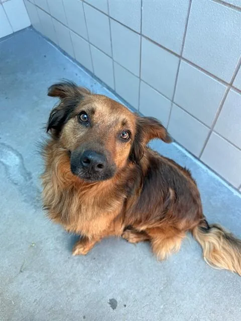 An adult medium-sized female Golden Retriever dog named Berdeda for adoption in Corpus Christi, TX