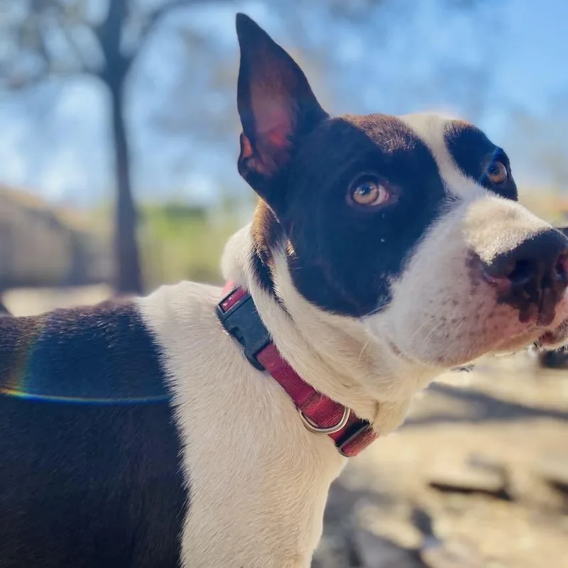 An adult medium-sized female American Staffordshire Terrier dog named Shan Yang PC for adoption in Goliad, TX