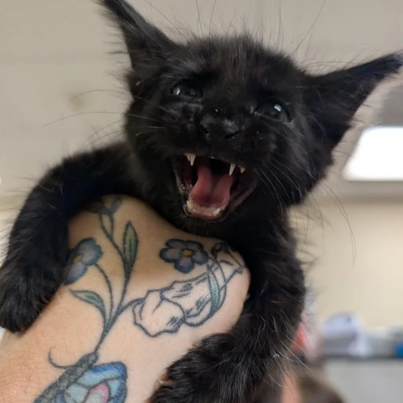 A baby small-sized male Black Domestic Short Hair cat named Snook for adoption in Titusville, FL