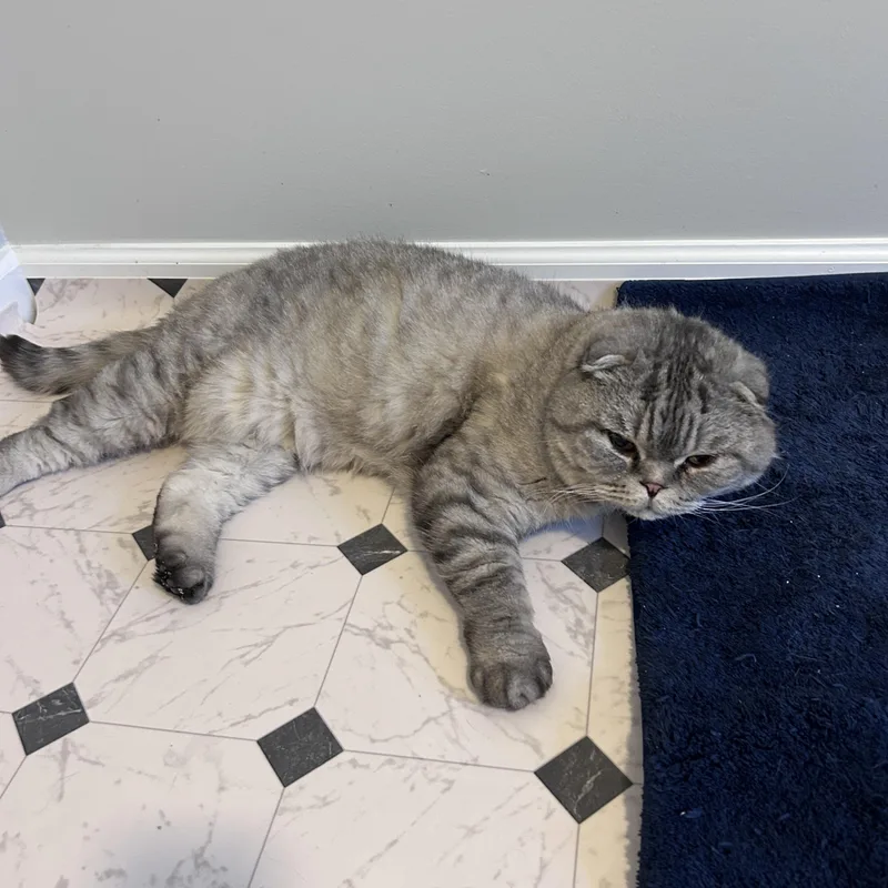 A senior large-sized male Scottish Fold cat named Raccoon for adoption in Lancaster, PA