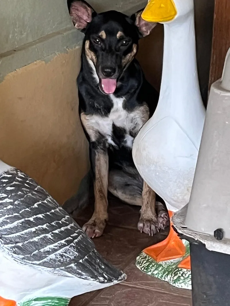 Clara "my Dream Is thumbnail 2