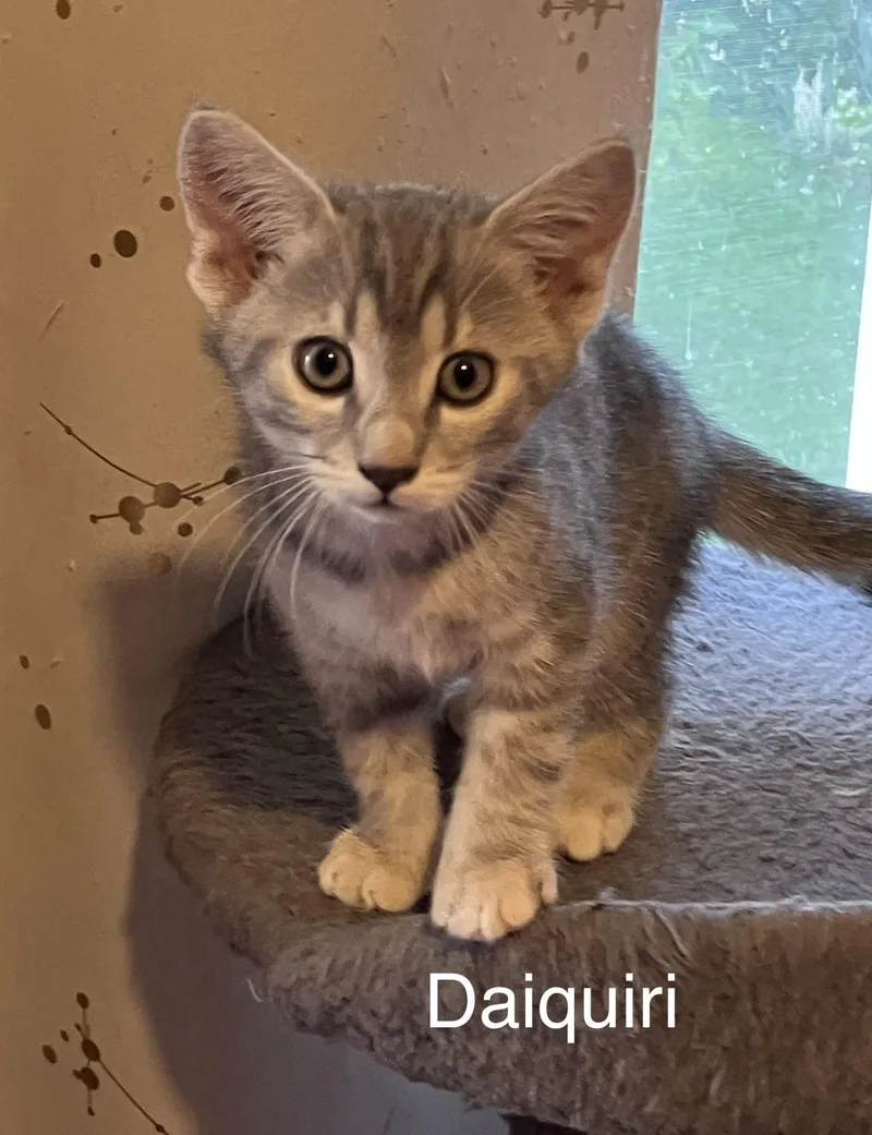 A baby small-sized female Tabby (Gray / Blue / Silver) Domestic Short Hair cat named Daiquiri for adoption in Highland, IN