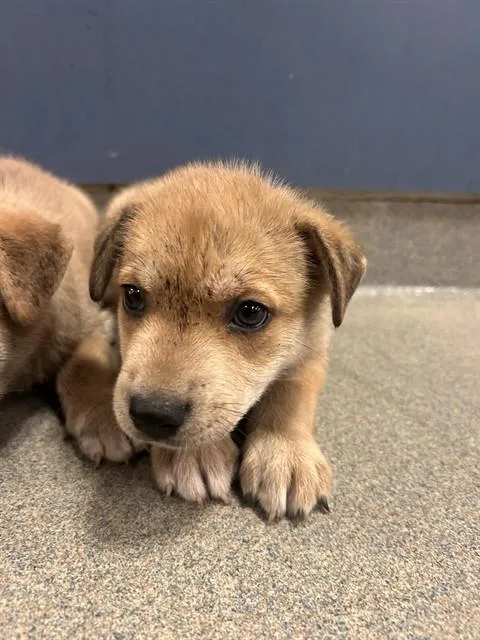 A baby small-sized female Terrier dog named Pepa for adoption in Miami, FL