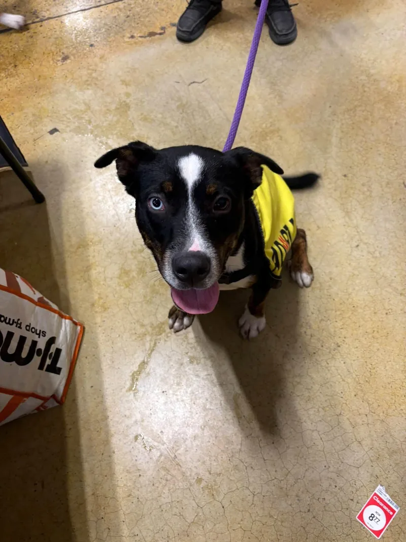 A young medium-sized female Pit Bull Terrier dog named Maggie for adoption in Tullahoma, TN