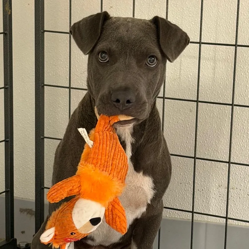 A baby medium-sized male Gray / Blue / Silver Terrier dog named Socks for adoption in Marshall, TX