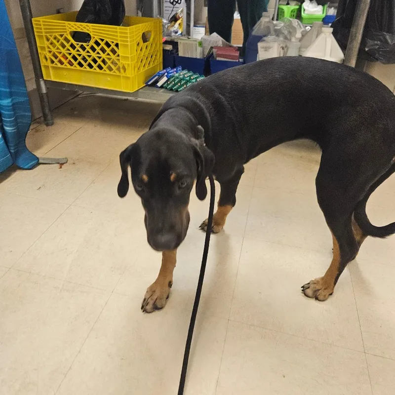 An adult medium-sized female Black Mixed Breed dog named Hershey for adoption in Lake Panasoffkee, FL
