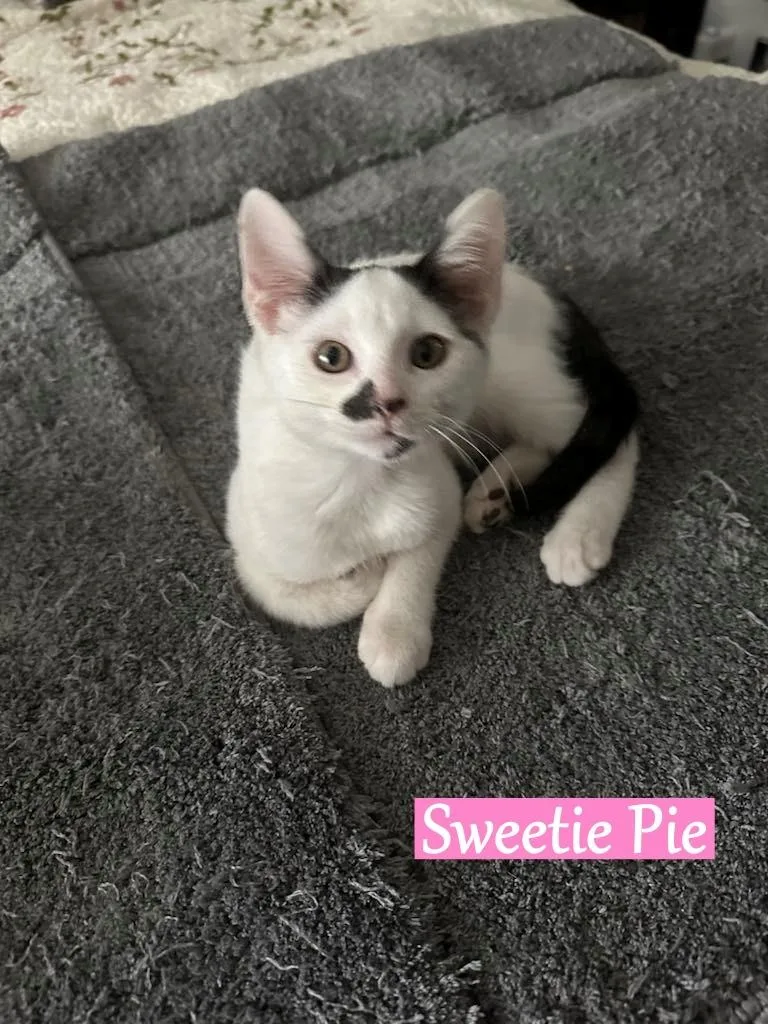 Sweetie Pie thumbnail 2