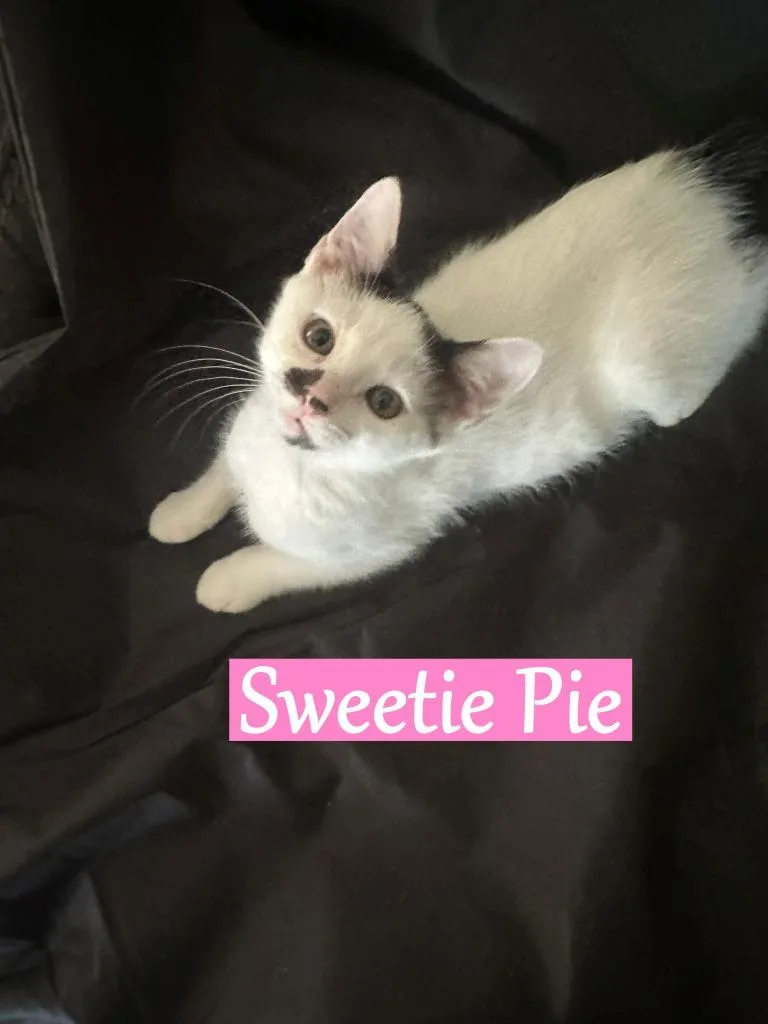 Sweetie Pie thumbnail 3