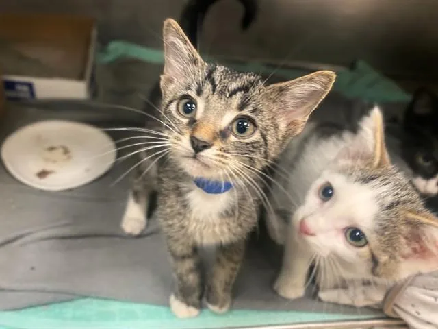 A baby small-sized male Domestic Short Hair cat named Tin Man for adoption in Fort Wayne, IN