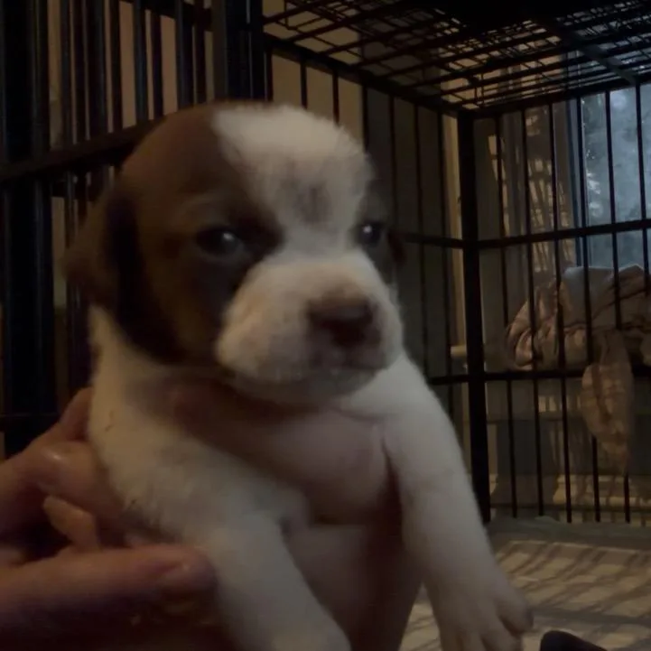 A baby medium-sized male Yellow / Tan / Blond / Fawn Shih Tzu dog named Winston for adoption in Pittsburg, KS